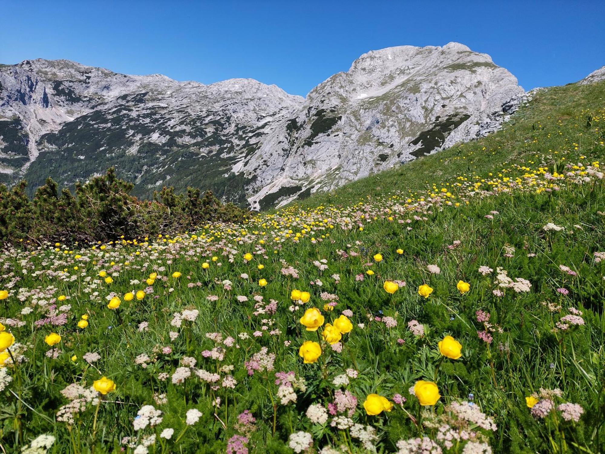 Apartmaji Vesna Bohinj Exteriér fotografie